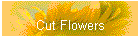 Cut Flowers